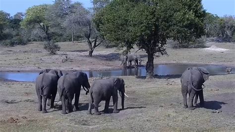 tembe elephant park webcam|【LIVE】 Webcam Tembe Elefantenpark